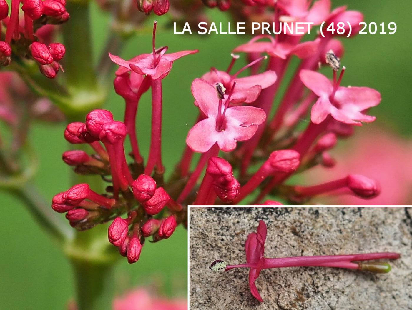 Valerian, Red flower